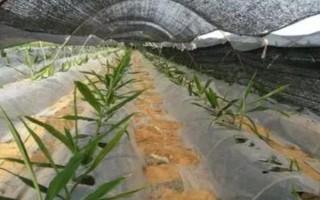 種植生姜要遮陰的原因，植株不耐高溫和強光