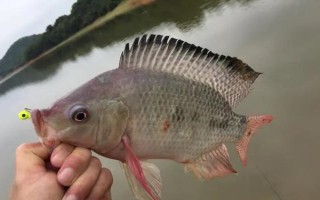 怎么釣5斤以上大羅非魚，可用手竿亦可用海竿或磯竿