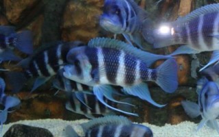 短鼻六間魚好不好養(yǎng)，比較好養(yǎng)但會(huì)欺負(fù)小型魚類