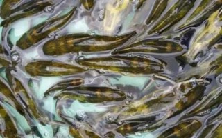 黃骨魚的刺有沒有毒，有毒但毒性并不強(qiáng)