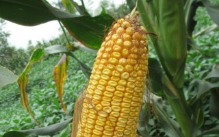吉農(nóng)大516玉米品種的特性，及時防治玉米螟