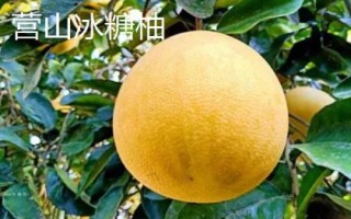 四川省營山縣的特產(chǎn)，油豆腐、咂酒、酸辣豆花很有名