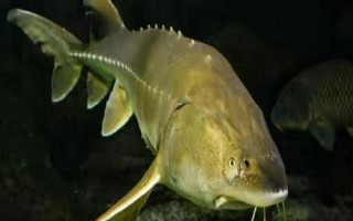 鰉魚介紹，屬于鱘科、鱘屬、達氏鰉種動物