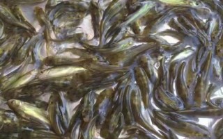 黃骨魚苗的價格，通常在10-20元一斤左右