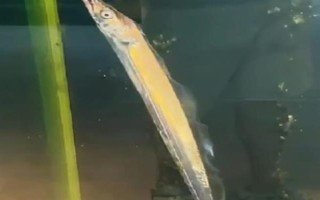 帶魚(yú)吃什么，養(yǎng)殖的帶魚(yú)愛(ài)吃動(dòng)物飼料