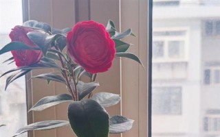 四季茶花好不好養(yǎng)，是比較好養(yǎng)活的花卉