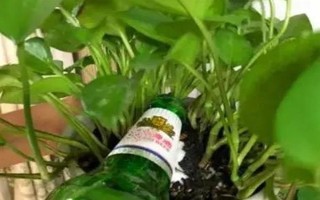 澆花用啤酒好不好，可增加養(yǎng)分并促進(jìn)光合作用