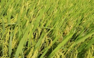 洪優(yōu)華占水稻品種的特性，該品種株型適中