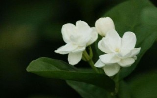 茉莉花花期有多長，可以從5月持續(xù)到8月