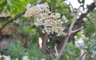 蓬萊松的盆景種植方法，10公分的時(shí)候需適當(dāng)摘心處理