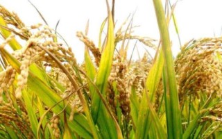 云兩優(yōu)609水稻品種的特性，該品種屬中秈遲熟兩系雜交水稻