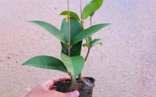 桂花怎么養(yǎng)護(hù)才可以更旺盛，每隔一周澆水1-2次