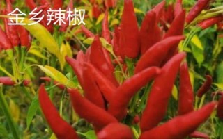 山東省金鄉(xiāng)縣的特產(chǎn)，胡集白梨瓜走俏全國