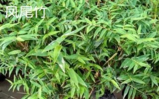散尾葵和鳳尾竹的區(qū)別，形態(tài)和習(xí)性均不同