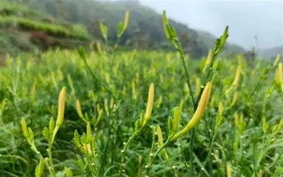 戈原的植物種類，常見的有羊草、芍藥花等