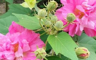 芙蓉花葉子發(fā)白的原因，可能是土壤不適或光照不足等