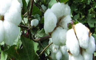 邦農(nóng)3號F1棉花品種的特性，生育期116-119天