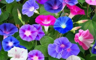 牽牛花有哪幾種顏色，有緋紅、桃紅、紫色等