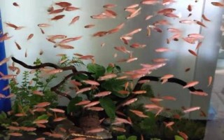 瑪麗魚(yú)和燈科魚(yú)可以混養(yǎng)嗎，防止和大型魚(yú)類(lèi)混在一起