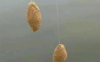 野釣黃尾魚(yú)適合用什么餌料，腥味型、麩香型、酒香型均可使用