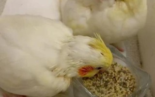 玄鳳鸚鵡吃什么下蛋快，可以把小米作為主糧
