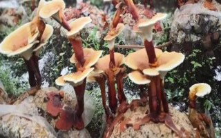 靈芝生長需要什么環(huán)境，溫度要達(dá)到25-30℃