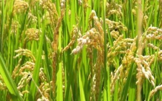 徽兩優(yōu)2036水稻種簡介，全生育期133.0天