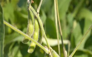 南黑豆20大豆種子特征特性，屬高蛋白優(yōu)質(zhì)大豆品種