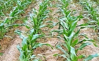 玉米苗幾葉移植，進(jìn)入2.5-3葉期之后便可移栽