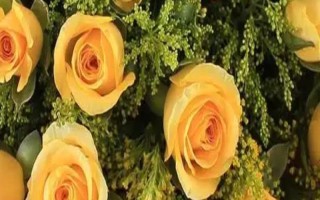 黃玫瑰的花語，寓意已逝的愛、等待的愛等
