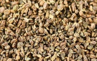芹菜籽能直接放土里種嗎，表皮堅(jiān)硬需浸泡催芽