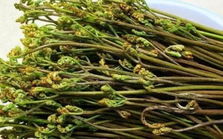 蕨菜和薇菜有什么區(qū)別，蕨菜通常偏紫色或呈褐色