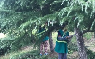 雪松除草方法，噴藥時(shí)要避開樹枝