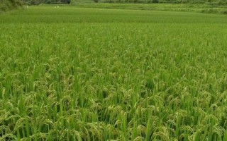 青香優(yōu)99香水稻品種的特性，特別注意防治稻瘟病