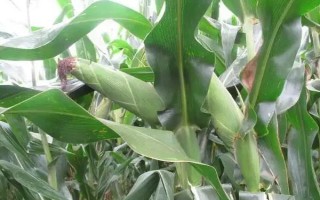 鐵南17號(hào)玉米品種簡(jiǎn)介，注意防治彎孢菌葉斑病