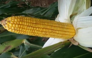 鄭單919玉米種子特征特性