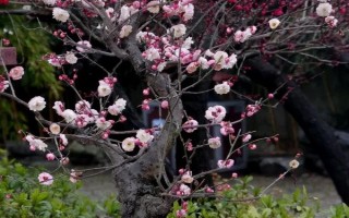 梅花盆景枝干的原因及處理方法，水分不足、光照過強等都會導(dǎo)致