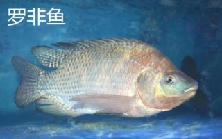 9號伊豆魚鉤的體型，鉤身長度接近13毫米