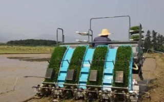 水稻機(jī)插秧育秧技術(shù)，早稻一般在3月上中旬播種