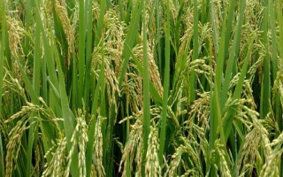 橋潤(rùn)粳9號(hào)水稻品種簡(jiǎn)介，4月上旬播種