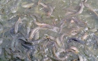 養(yǎng)殖泥鰍所需環(huán)境，需從水庫、江河、湖泊中獲取干凈的水源