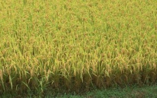 農(nóng)稻618水稻種子介紹，及時(shí)防治病蟲草害