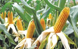 潤甜糯70玉米品種的特性，畝適宜密度3500株左右