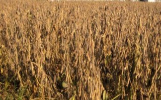 我國大豆主產區(qū)，春大豆區(qū)以北方三省為主