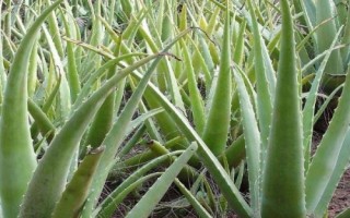 庫(kù)拉索蘆薈的種植技術(shù)，可分株、扦插和插葉繁殖