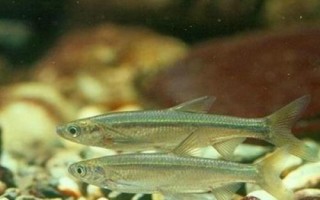 白條魚的刺多不多，體內(nèi)有大量魚刺用來保持身體平衡