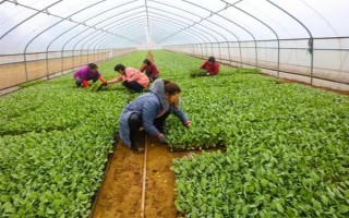 夏季蔬菜育苗要注意什么，及時(shí)分苗間苗可讓秧苗更粗壯