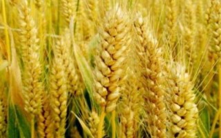 克春22號(hào)小麥種子介紹，全生育期93.0天