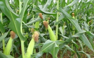 大唐121玉米種子簡介，適宜播種期6月上旬-6月中旬