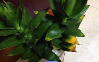 觀音竹的水培方法，首先需根據(jù)花瓶的高度將瓶口下的葉子全部剪掉
